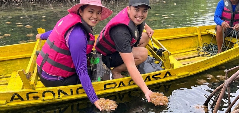 Non stinging jellyfish sanctuary in Zamboanga mangroves