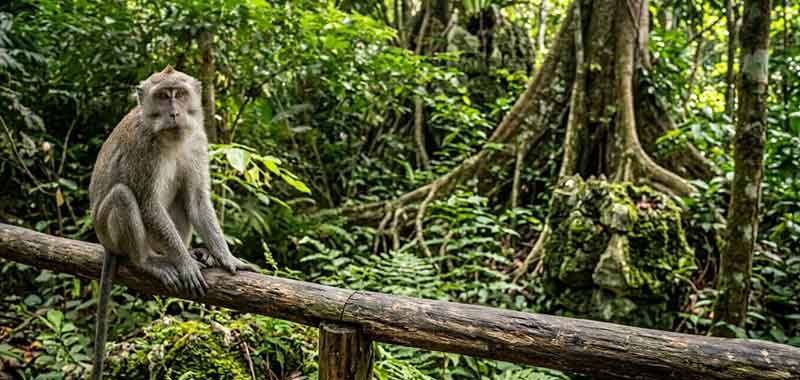 See the wild macaque along the Bud Bongao trail, on your Tawi-tawi tour package