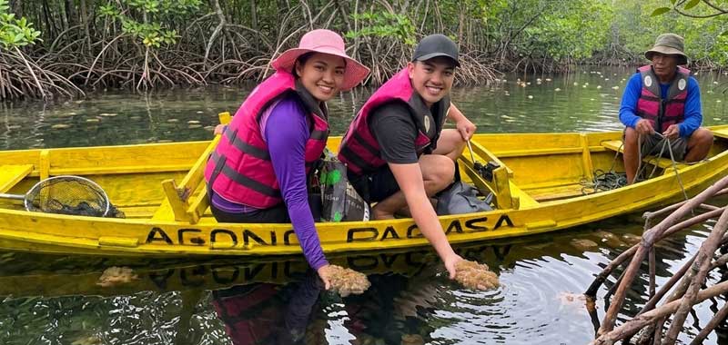 Non stinging jellyfish sanctuary in Zamboanga mangroves